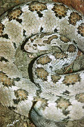 Baja California Rattlesnake