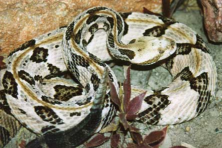 Canebrake Rattlesnake