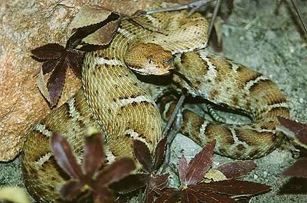 Chihuahuan Ridge-nose Rattlesnake