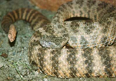 Tiger Rattlesnake