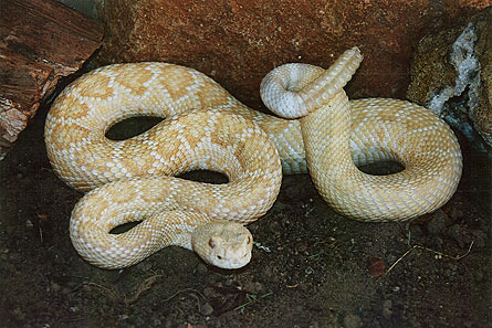 Western Diamondback Rattlesnake